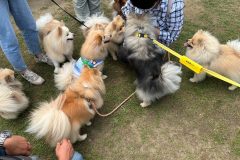 LINE_ALBUM_第4回デカポメーズオフ会-パピー🐶_240606_38